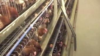 农村养鸡技术视频,从新手到专家的养殖指南