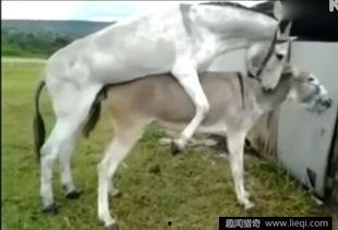 马驴交配视频,揭秘跨物种繁殖的神秘面纱