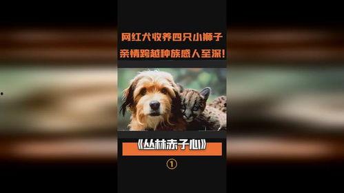 狮子与狼打架视频,草原霸主间的生死较量