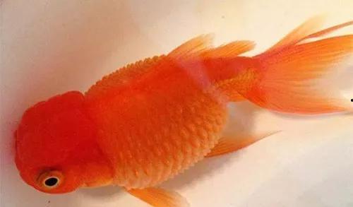 家庭金鱼养殖视频,跟随视频学习家庭养鱼技巧