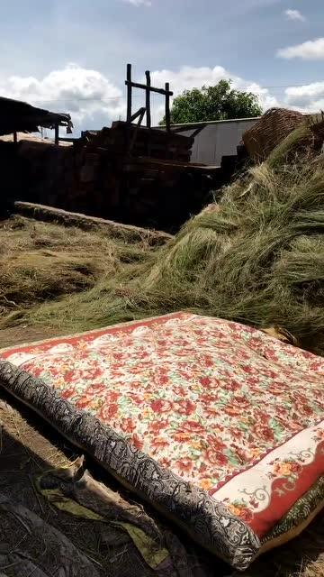 黑人草视频,揭秘神秘植物的魅力与传说