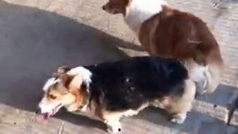 视频交配,自然界的繁衍奇观