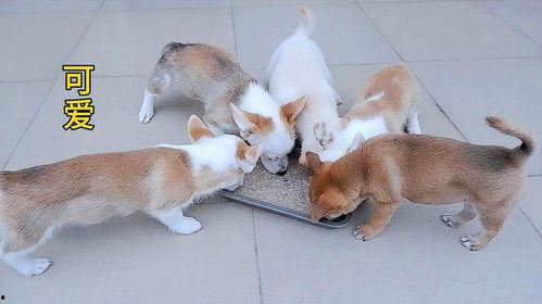 小奶狗吃食视频,吃食瞬间萌化人心