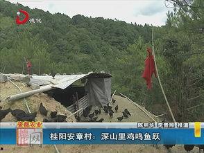 鸡鸣视频,揭秘日常生活背后的趣味与智慧