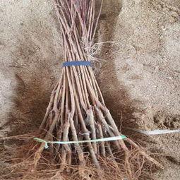 苗木嫁接视频,视频教程助您轻松掌握嫁接技艺