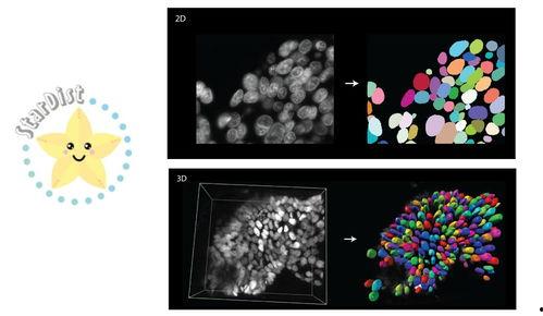 细胞核教学视频,生命活动的核心控制室揭秘